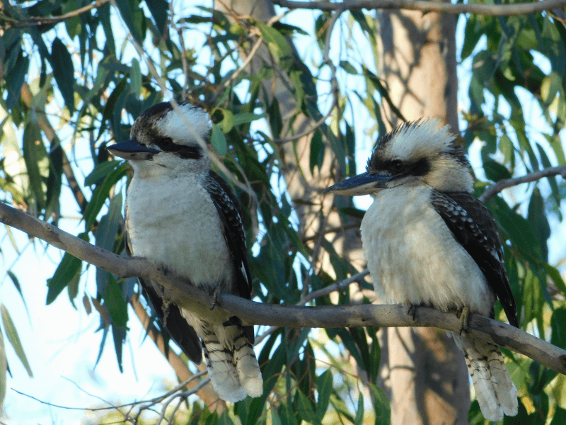Two Kookaburra sitting in a tree