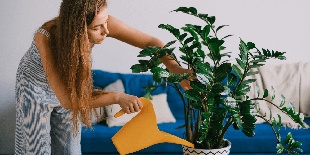 woman holding a yellow watering can and watering a house plant